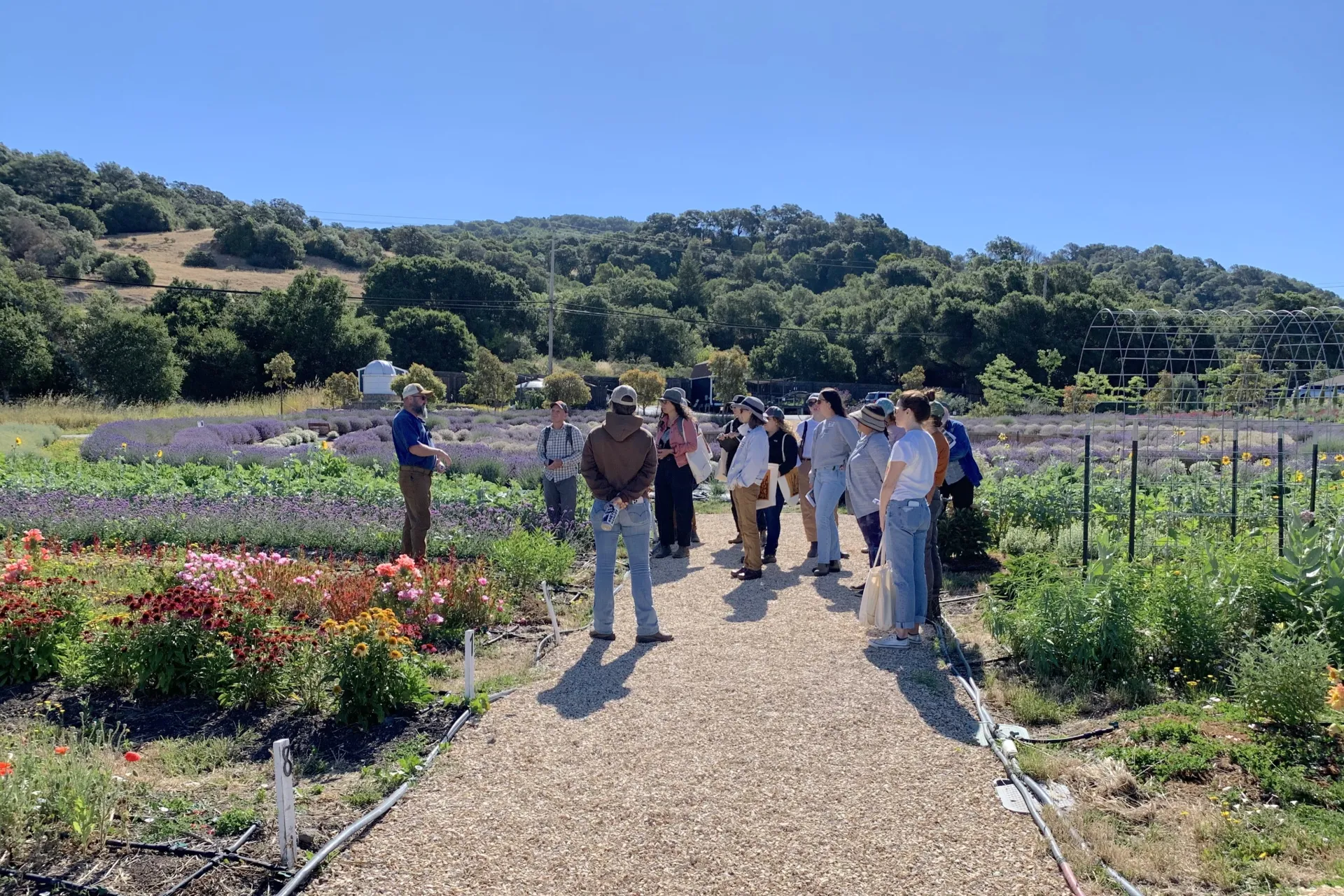 Workshop participants tour a lavender garden in Sonoma County, California