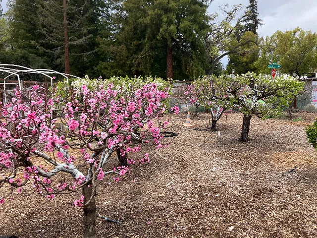 Orchard in bloom at Our Garden - pink blossoms
