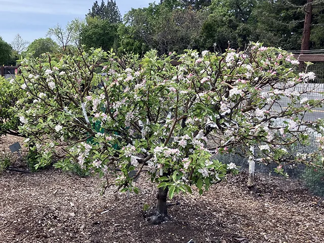 Orchard in bloom at Our Garden - white blossoms