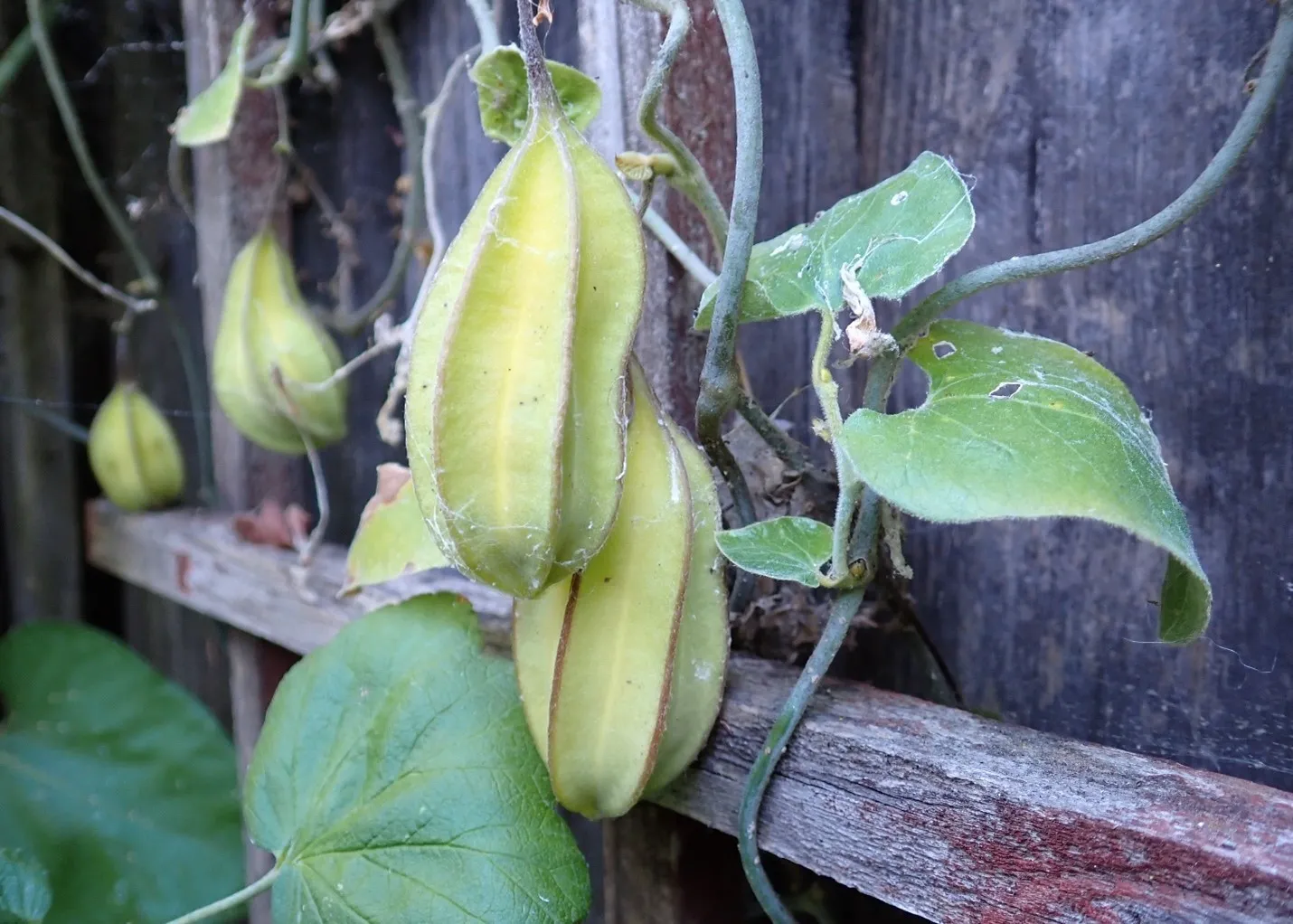 yellow fruits with green ridges