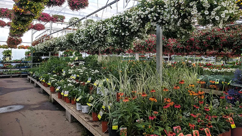 Variety of plants in a plant nursery