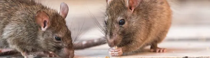 Rat populations are expected to increase in California.