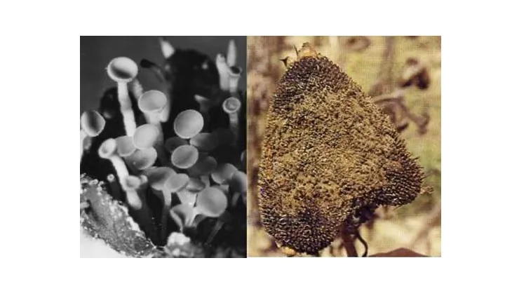 Botrytis sexual and asexual stage.