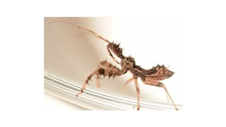 Spiny assassin bug