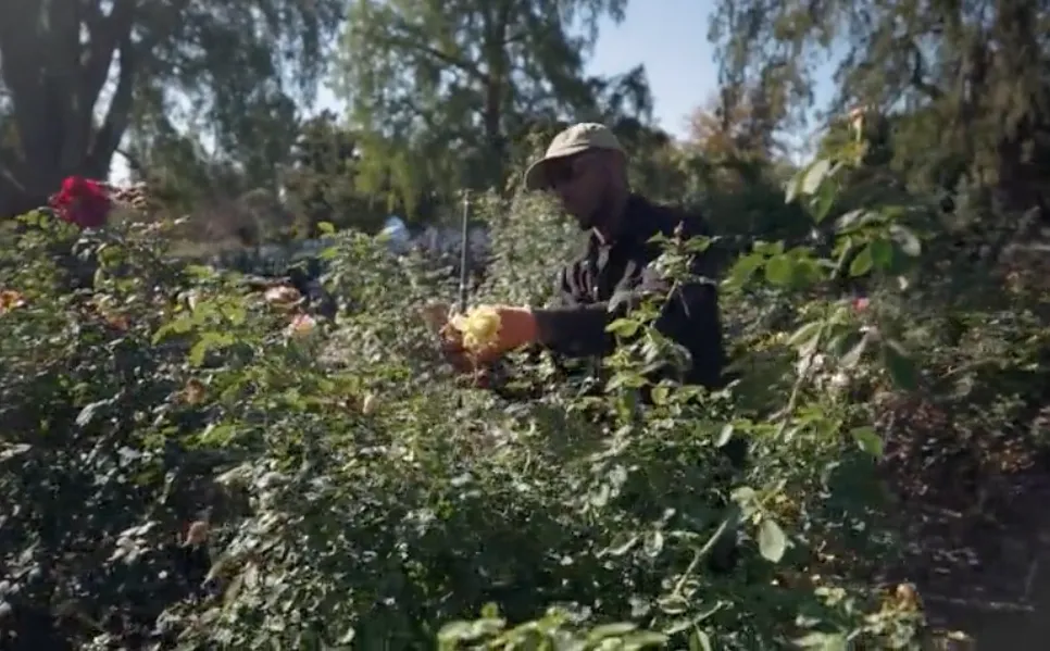Stephen S. Reid prunes a rose bush