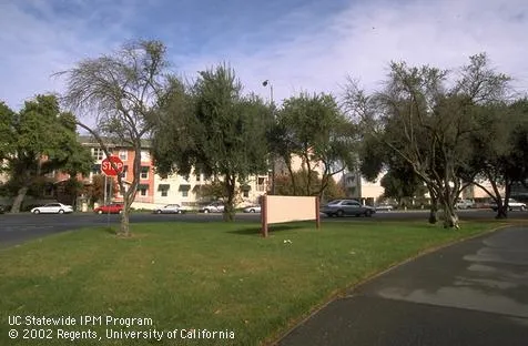 Dying olive fruit trees with sparse canopies in a frequently irrigated lawn