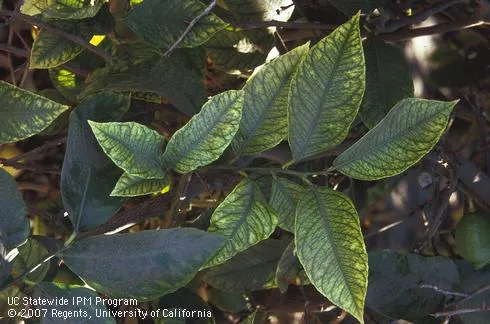 Tree leaves showing signs of iron deficiency, with yellowing between prominent green veins