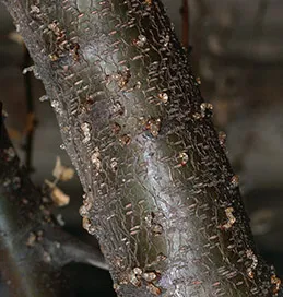 Sap oozing from holes of a trunk recently bored into by adult shothole borers