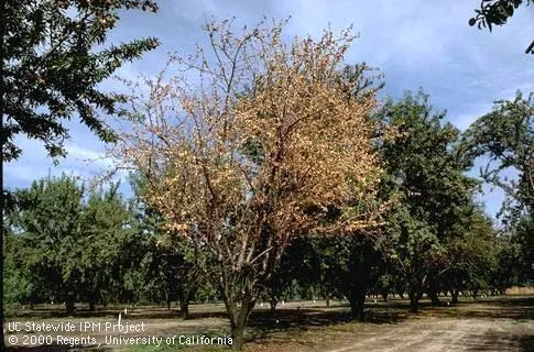 A dead looking tree with its entire canopy full of dried, brown leaves