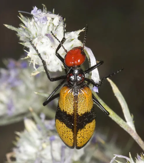 An iron cross blister beetle in Owens Valley