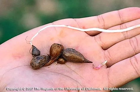 Bermuda buttercup bulblets held in the palm of someone's hand.