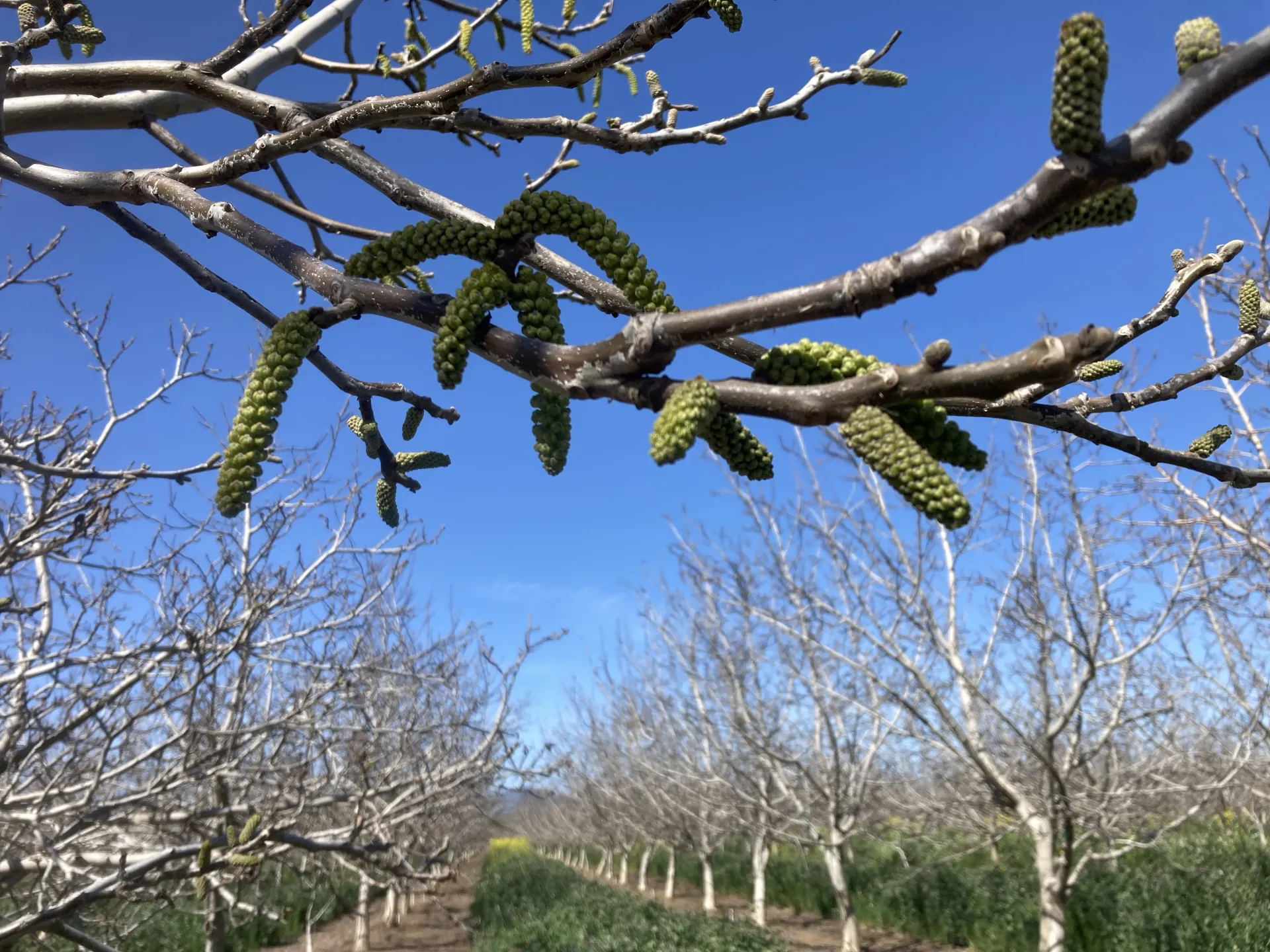 The buds shown on the walnut branches are male flowers called catkins