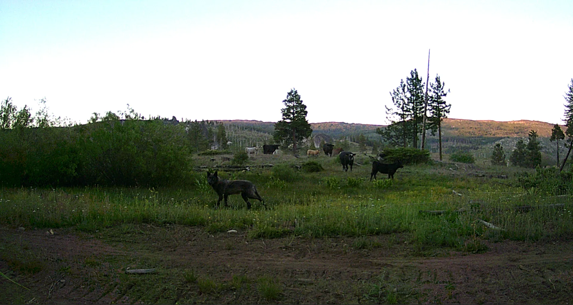 Gray wolf from the Lassen pack among a herd of cattle in July of 2022
