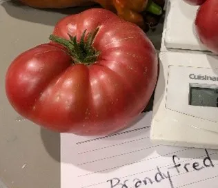 plump, red heirloom tomato