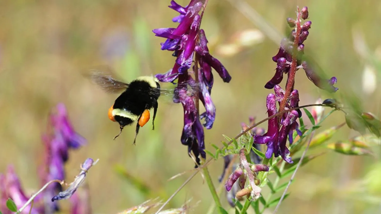 Yellow-faced bumble bee, Bombus vosnesenskii, foraging on vetch.
