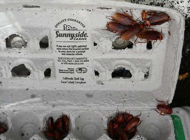 Cockroaches: from egg cartons to the race track. (Photo by Kathy Keatley Garvey)