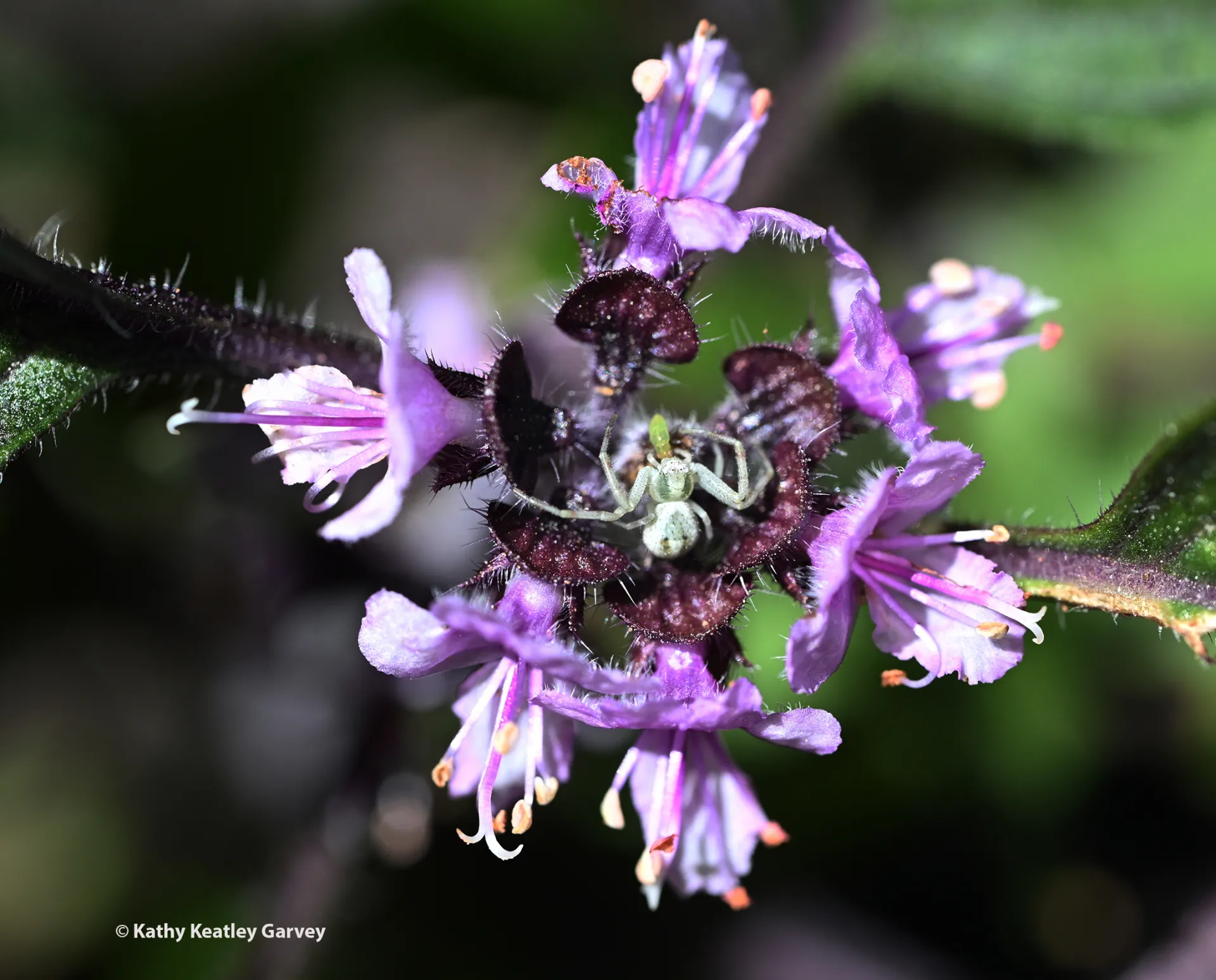A tiny crab spider eating tiny prey. It is tucked inside an African blue basil blossom. (Photo by Kathy Keatley Garvey)