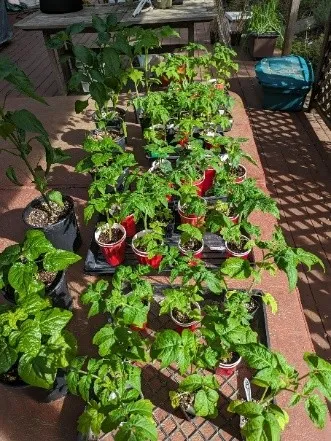 Dwarf tomato seedlings