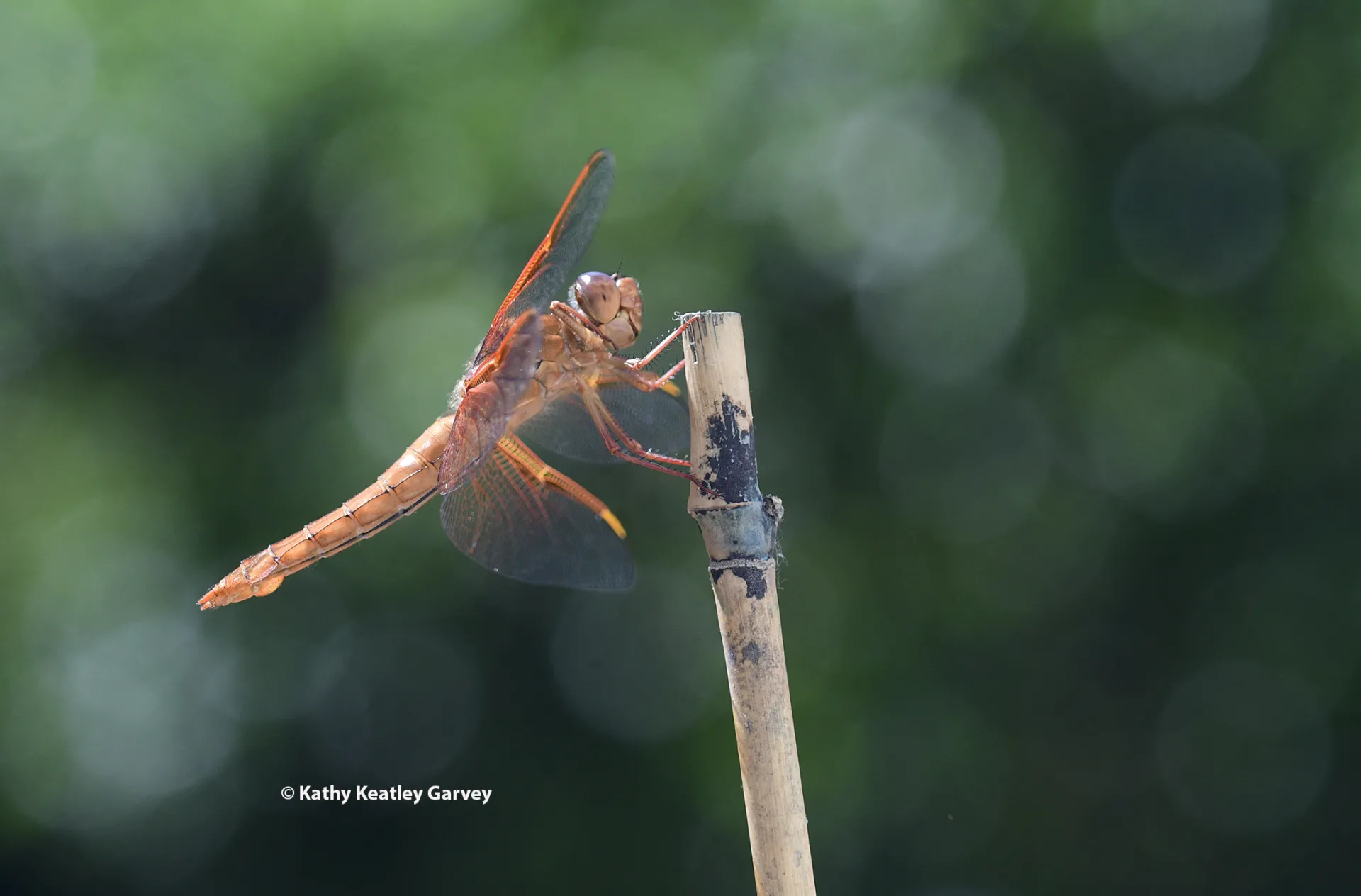 Flameskimmer dragonfly on a stick. (Photo by Kathy Keatley Garvey)