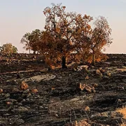 hilltop after a fire