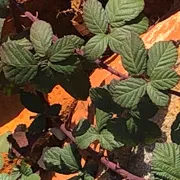 invasive blackberry brambles