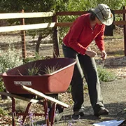 person planting a garden