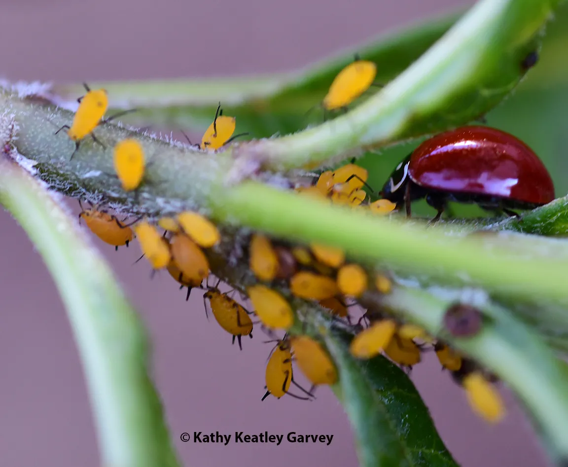 Lady beetle, aka ladybug, with an aphid feast (Photo by Kathy Keatley Garvey)
