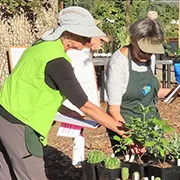 master gardeners arrange plants for their bi-annual sale