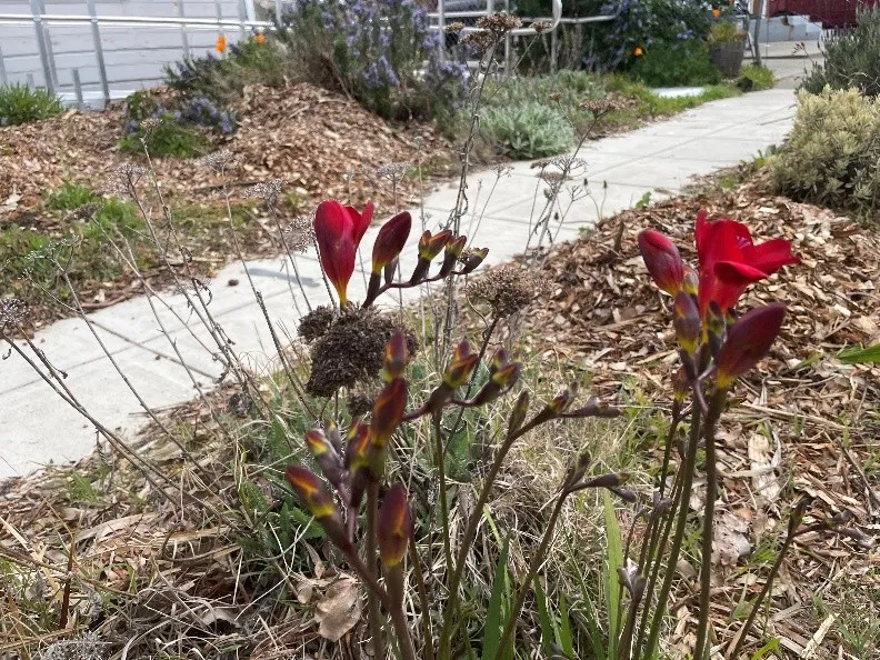 red flowers of the freesia