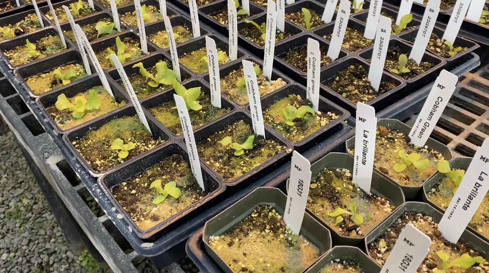 Lettuce seedlings in a tray with white plastic identification tags for each seedling