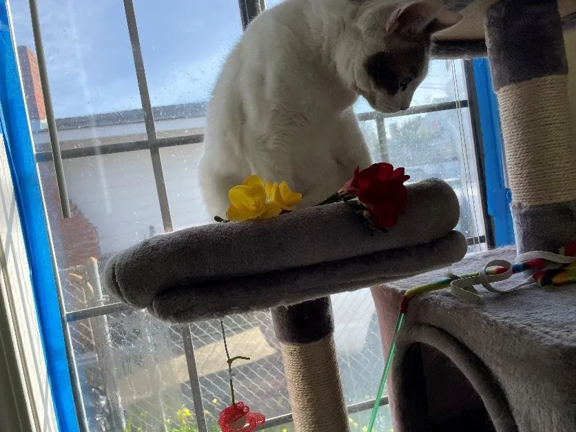 white cat with black blotches atop a perch where freesias are laid