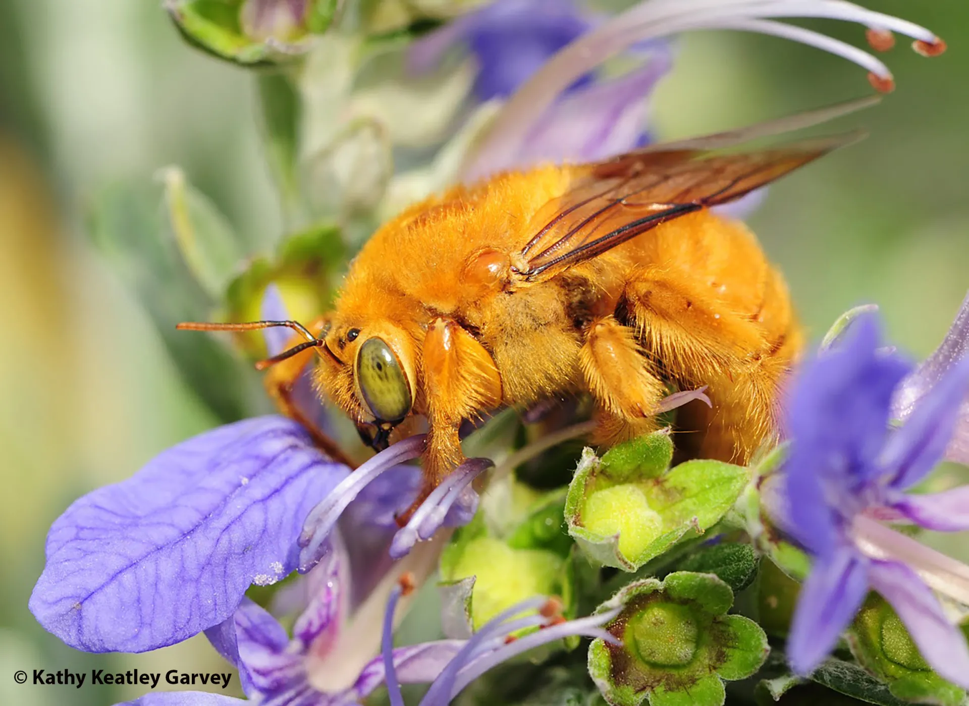 Teddy bear bee on germander. (Photo by Kathy Keatley Garvey)