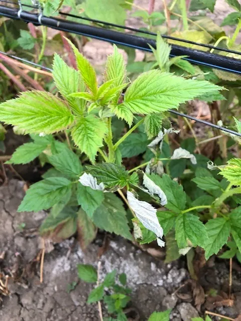raspberry leaf damage