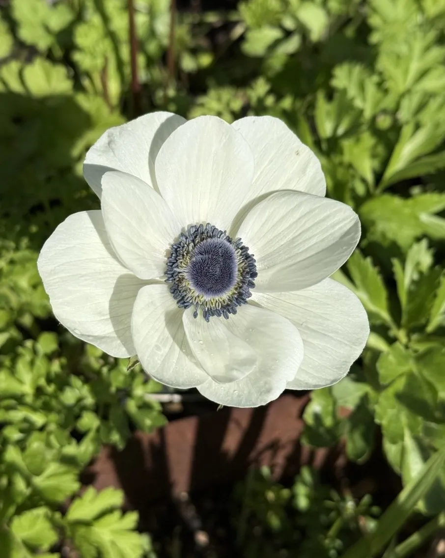 white anemone