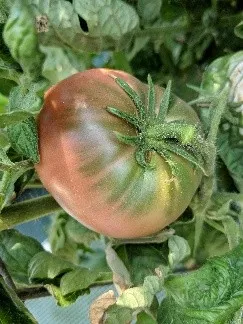 red tomato with green shoulders in a background of tomato leaves