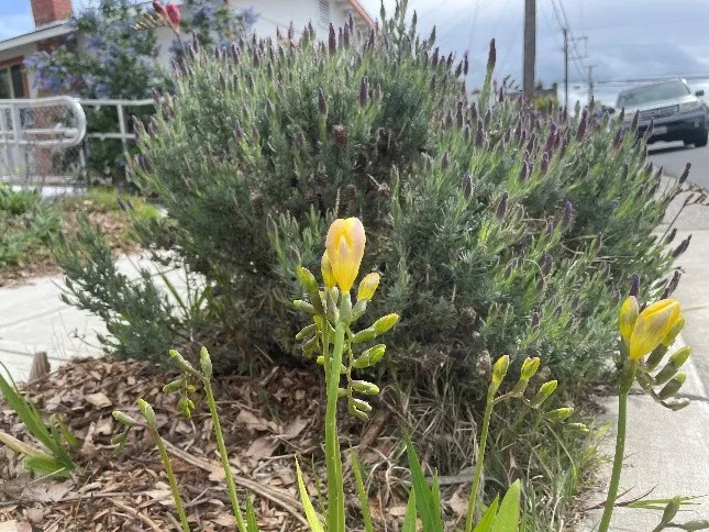 yellow freesia blooms just beginning to open