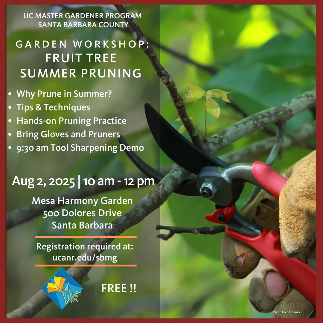 Clippers pruning a fruit tree branch