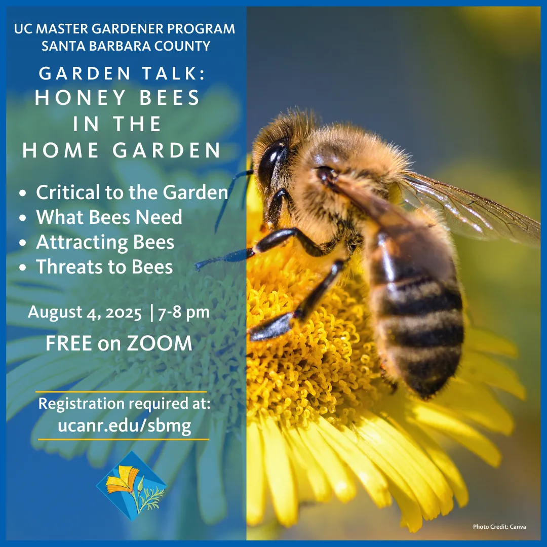 Honey Bee on Yellow Flower