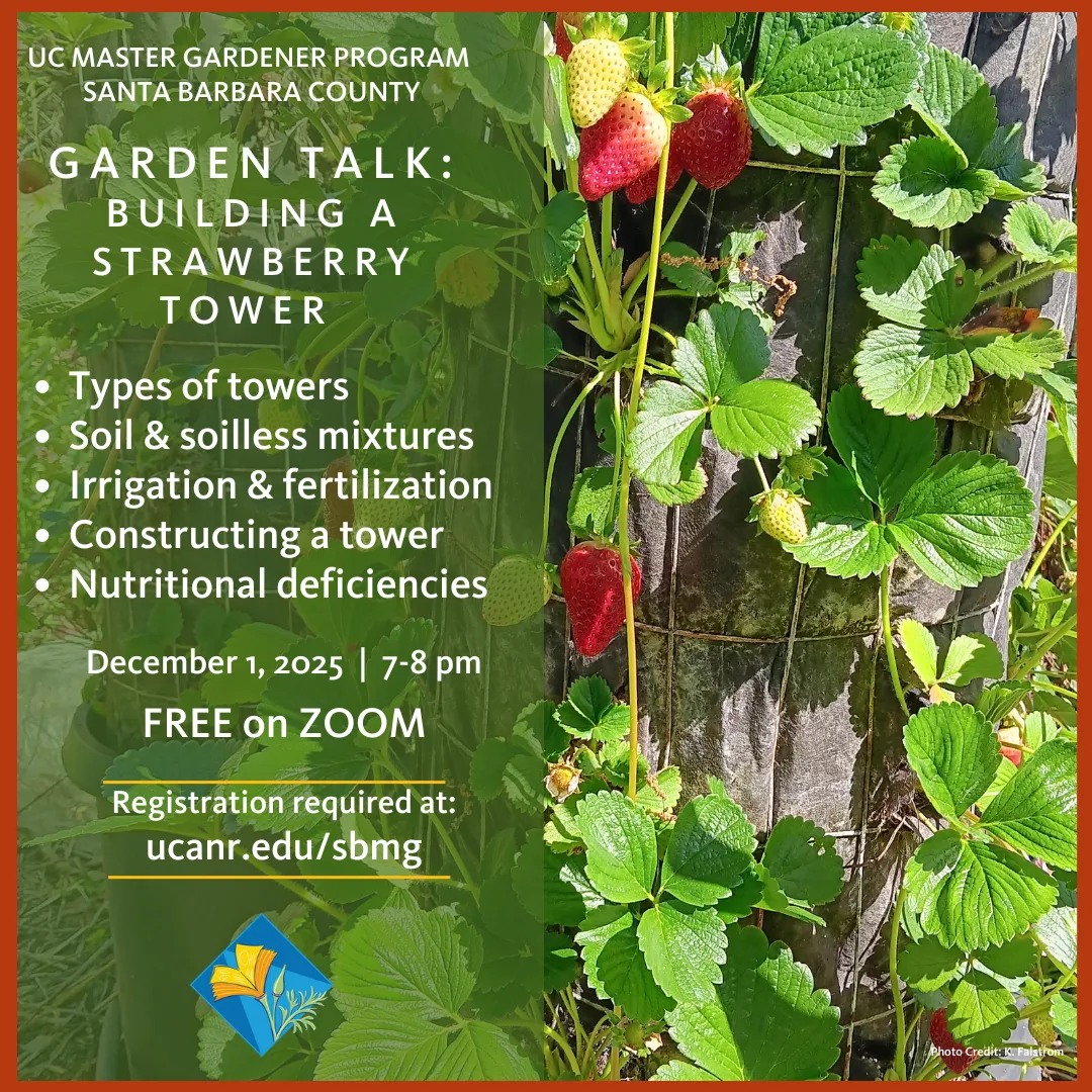 Red, Ripe Strawberries Growing in a tower