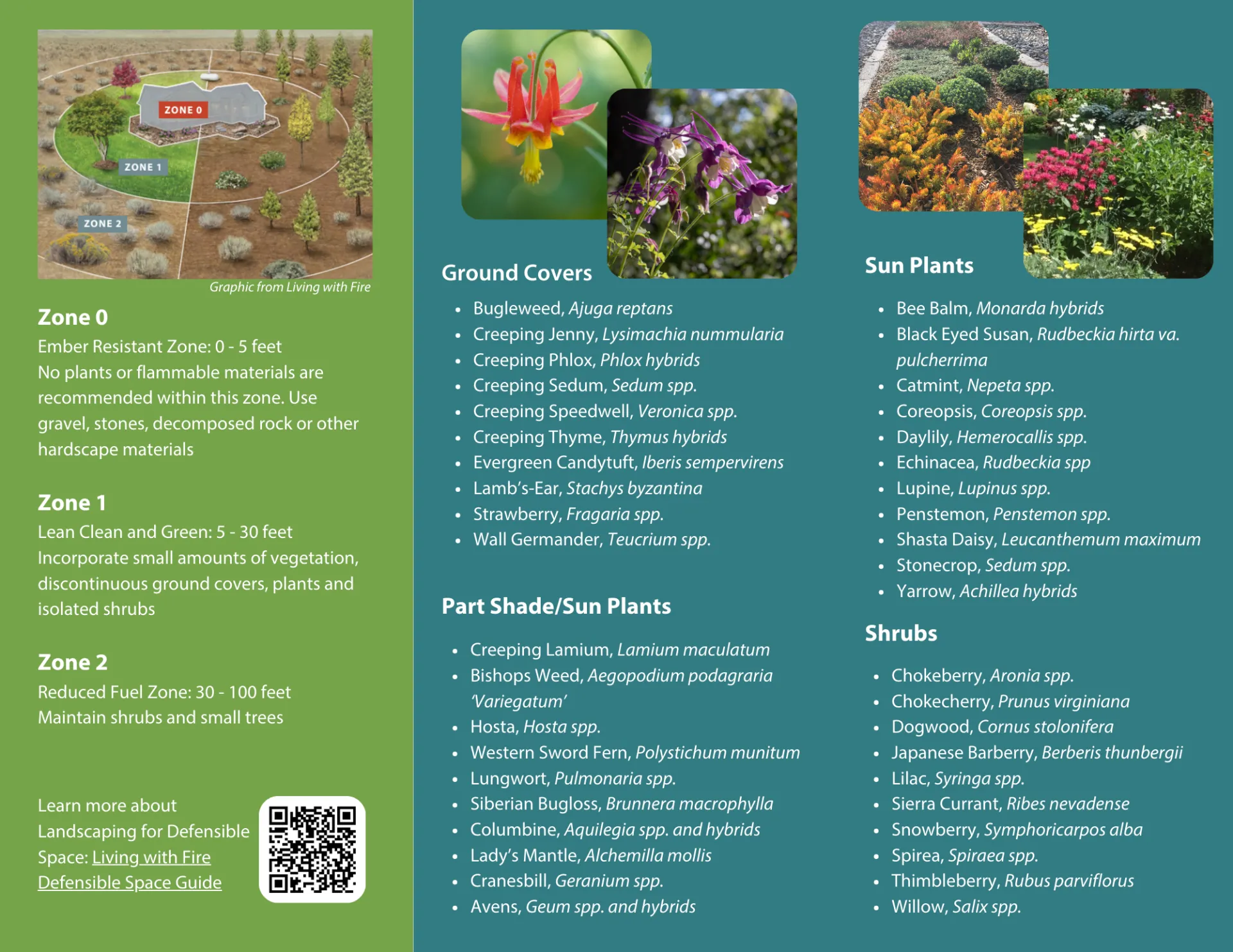 Inside Top Tahoe Plants Brochure