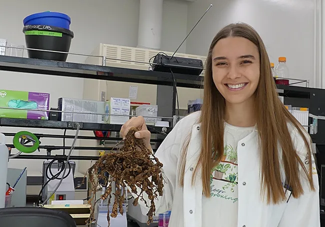 Doctoral candidate Alison Blundell with tomato plant infested with knot-root nematoes