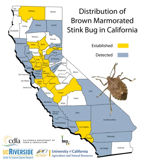 A map of California indicating where the brown marmorated stink bugs are established or detected. Most of the coastal or southern counties have detected the insect, while they are established in central counties.