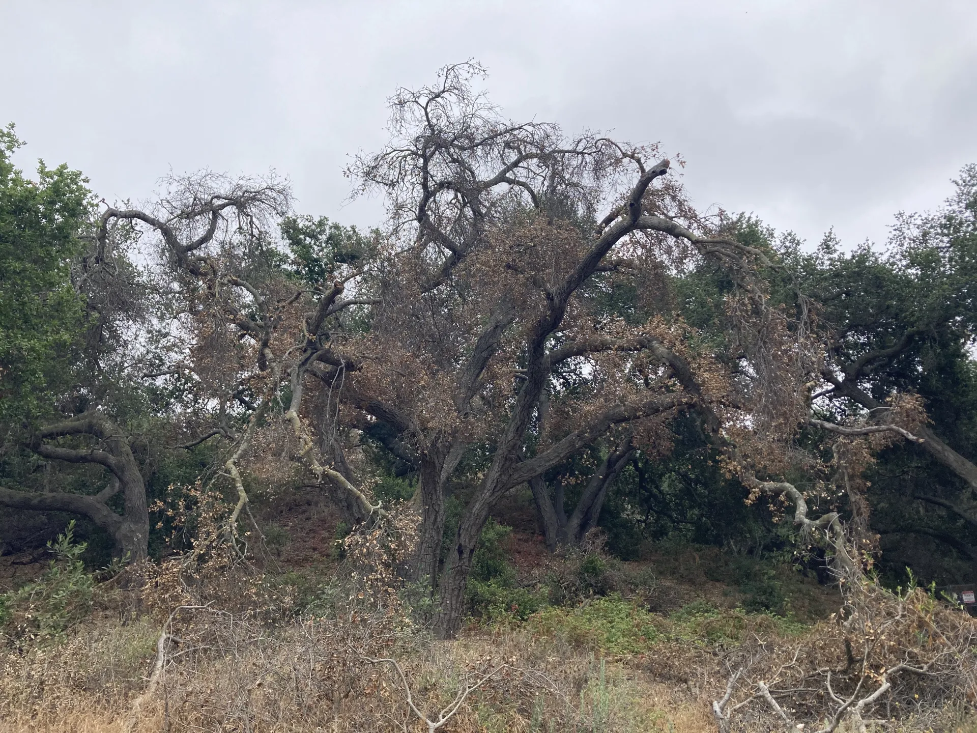 A dead oak tree among healthier oaks