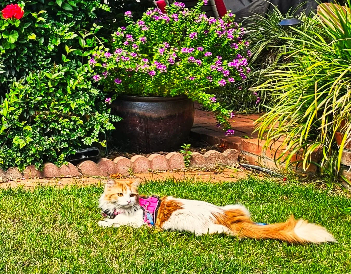 orange and white cat laying on a lawn