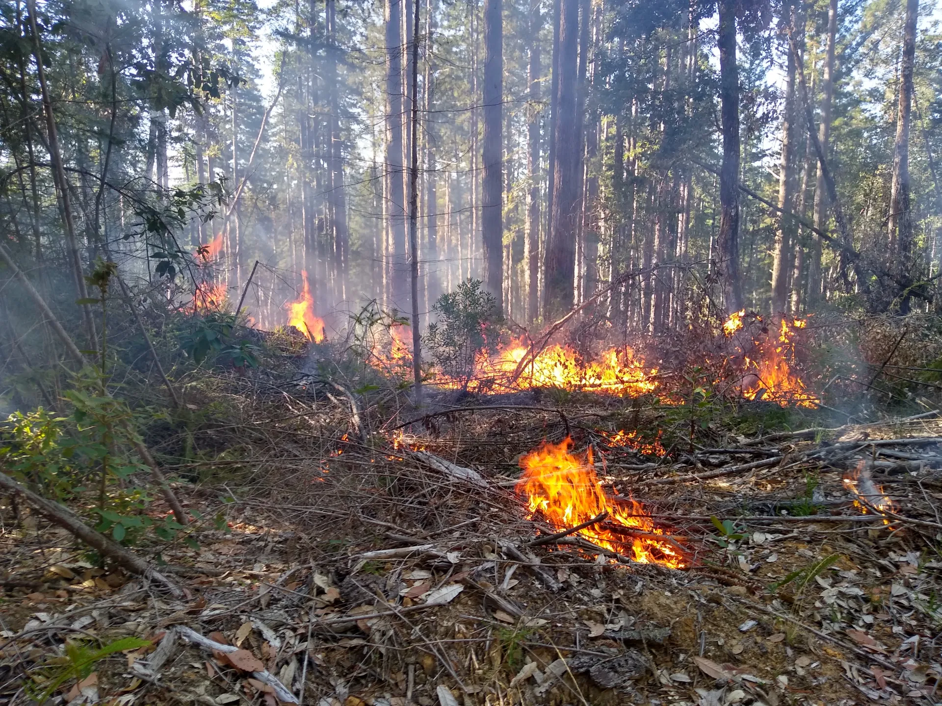 Prescribed Fire in the Redwoods