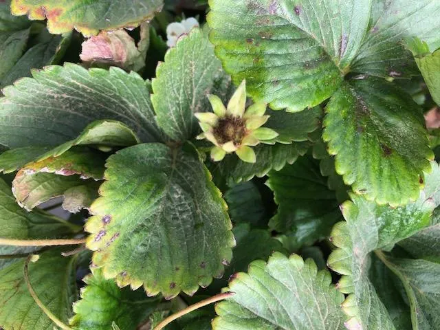 example 1: flower abortion