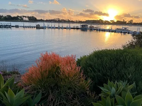 A scenic view with vegetation and the sunset on the bay.
