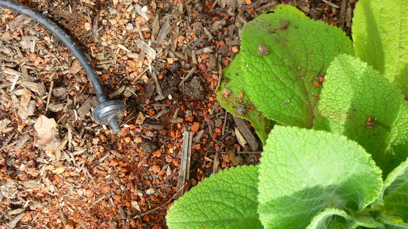Drip irrigation for healthy plants
