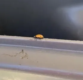 Photo of a lady beetle escaping the author's yard waste bin.