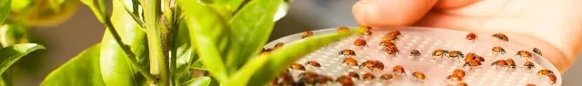 A hand releases ladybugs onto a green plant from a small container.